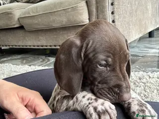 German Shorthaired Pointer dogs ONLY 1 🐾KC Registered German Shorthaired Pointers - Advert 6