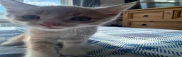 British Shorthair cats for sale: 5 Mixed british shorthair kitten litter  - Advert 25