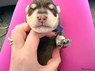 Schnauzer dogs Asian Toy & Mini Schnauzer’s First In UK - Advert 2