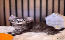 Ragdoll cats for sale: 🌙 Grey Ghost Kittens🎃 – Ragdoll × Tabby 🐾 - Image 15