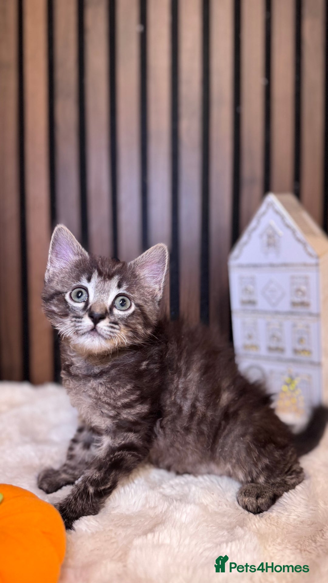 Ragdoll cats for sale: 🌙 Grey Ghost Kittens🎃 – Ragdoll × Tabby 🐾 - Image 15