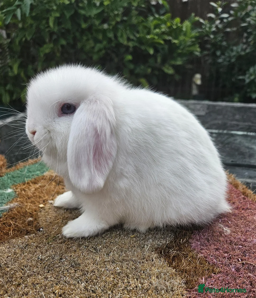 Mini Lop rabbits for sale: Baby mini lop rabbits    - Advert 4