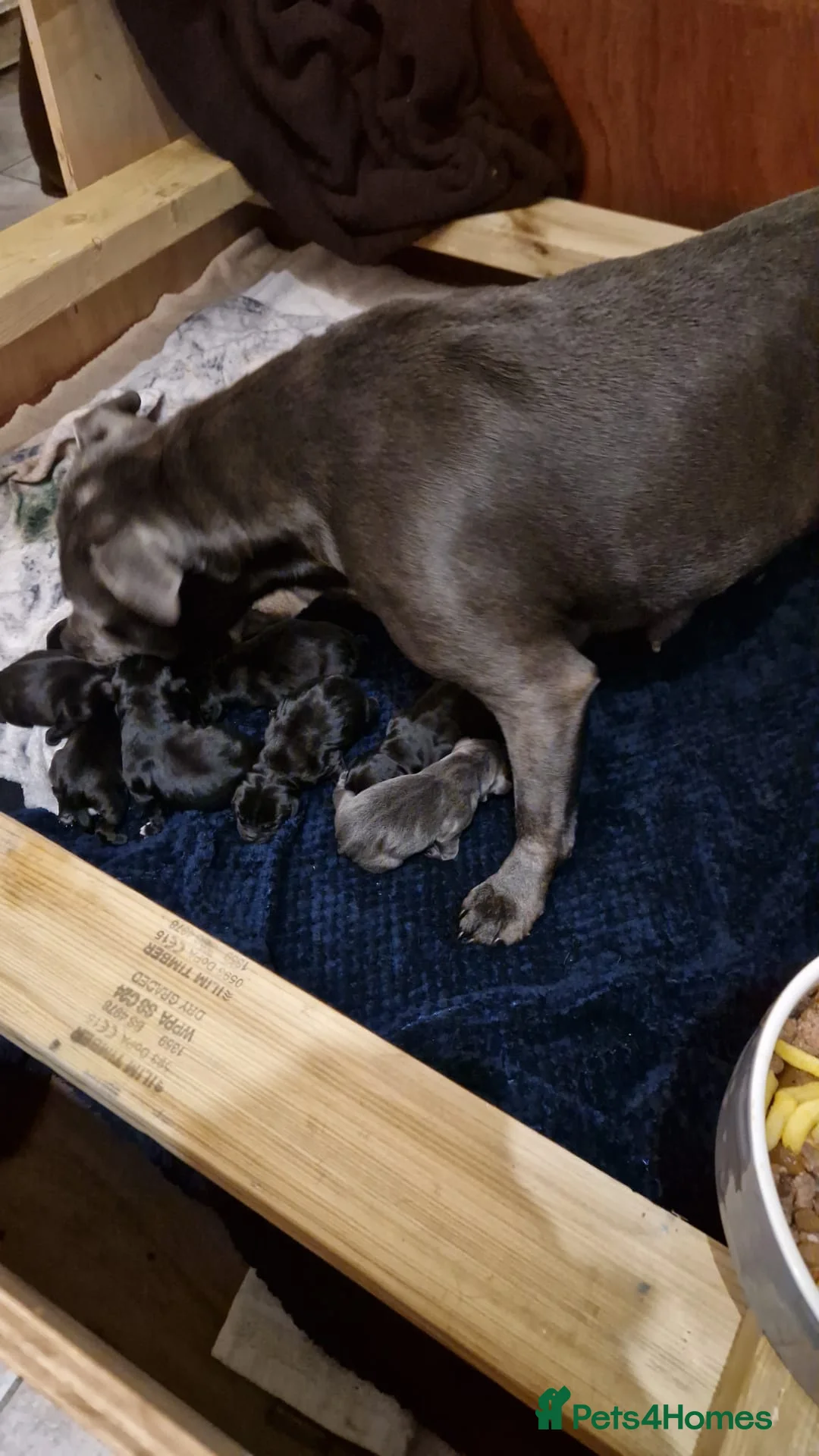 Staffordshire Bull Terrier dogs for sale: Outstanding staffy pups  in Carlisle - Advert 21