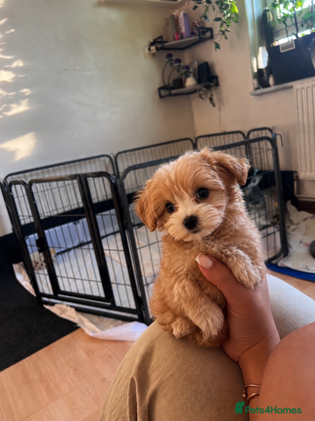 Maltipoo dogs 1 BOY LEFT (Oscar) RARE F1B Maltipoo Puppies - Advert 1