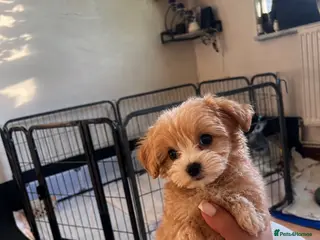Maltipoo dogs 1 BOY LEFT (Oscar) RARE F1B Maltipoo Puppies - Advert 1