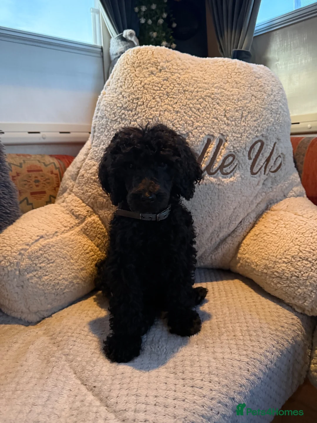 Standard Poodle dogs for sale: Standard poodle - Advert 2