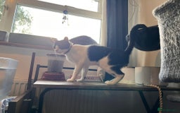 Arabian Mau cats for adoption: Beautiful Oreo - Image 3