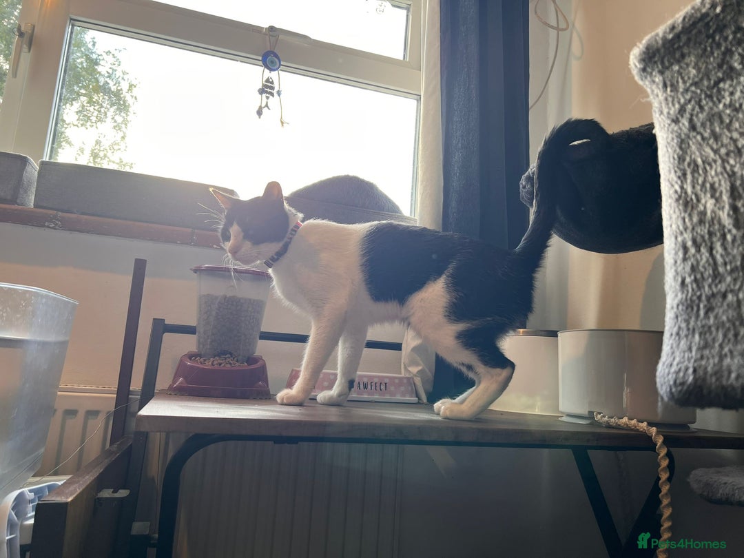 Arabian Mau cats for adoption: Beautiful Oreo - Image 3