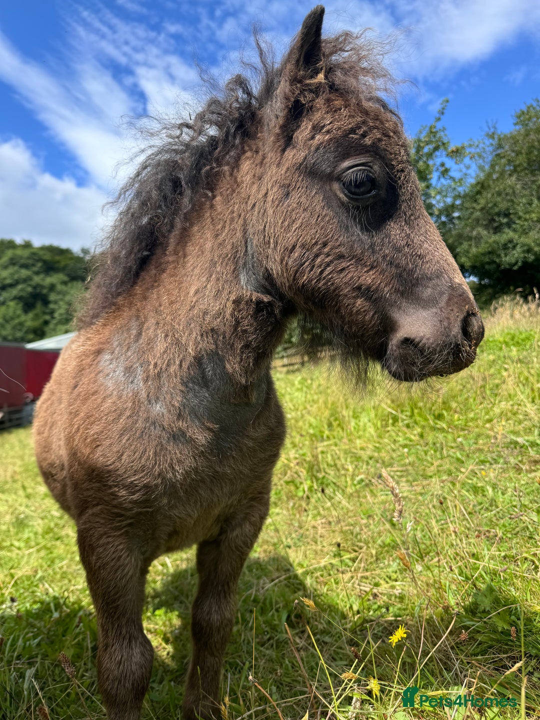Shetland pony horses for sale: Miniature Shetland colt, Blue roan - Advert 4