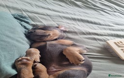 Mixed Breed dogs for sale: Lovely chilli, needs a new home 💔 - Image 7