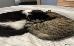 British Shorthair cats for sale: 6 month old Tabby kitten - Image 5