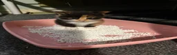 Mixed Breed cats for sale: Kitten ready now  in Derby - Advert 6