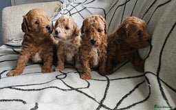 Mixed Breed dogs for sale: Beautiful westipoo - Image 3