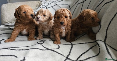 Mixed Breed dogs - Advert 11