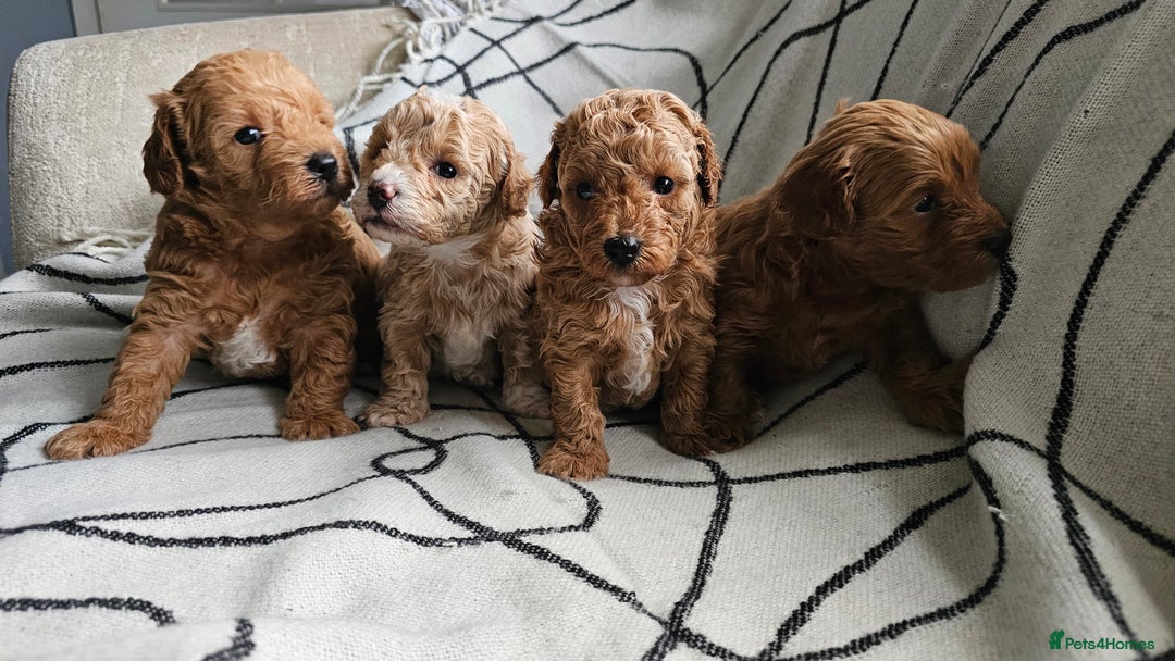 Mixed Breed dogs for sale: Beautiful westipoo - Image 3