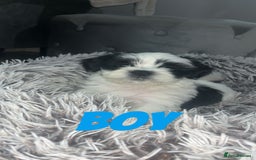 Shih Tzu dogs for sale: Shih Tzu Puppies - Image 16