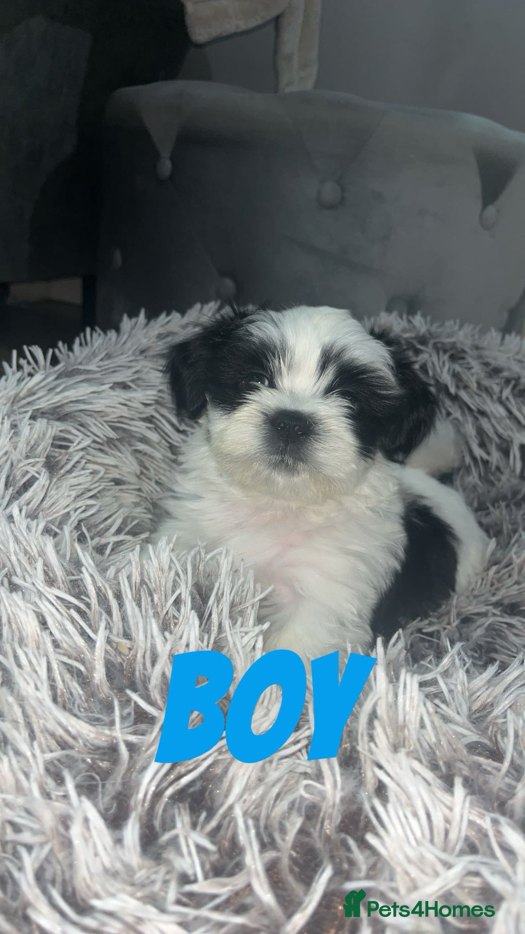Shih Tzu dogs for sale: Shih Tzu Puppies - Image 16