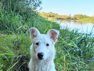 Miniature Pinscher dogs SNOWY – Male Miniature Pinscher (very rare colour) - Advert 6