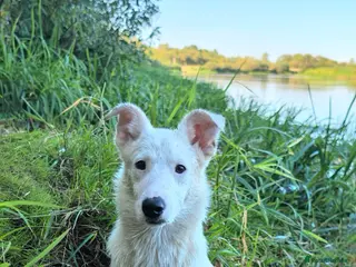 Miniature Pinscher dogs SNOWY – Male Miniature Pinscher (very rare colour) - Advert 2