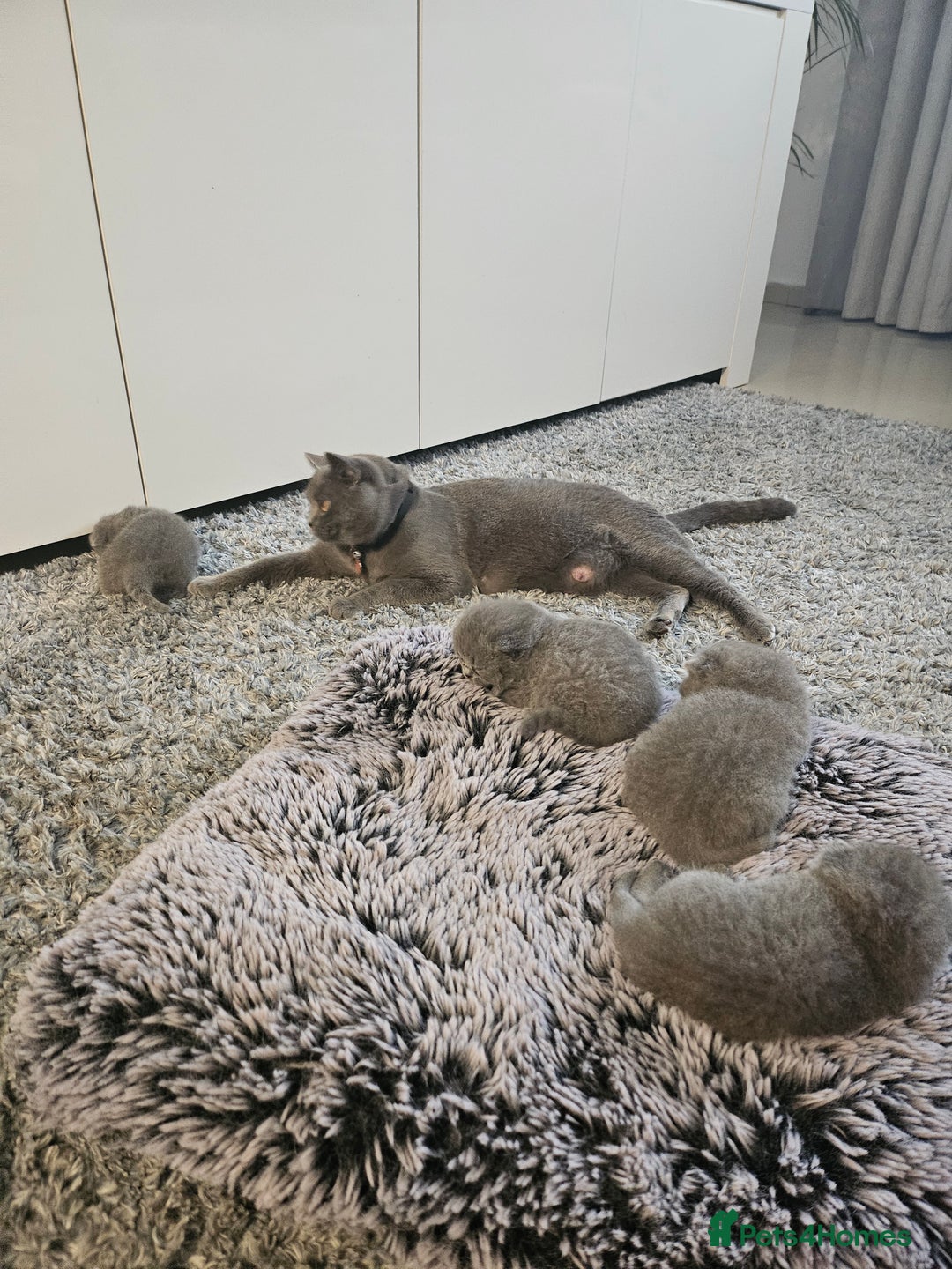 British Shorthair cats for sale: Beautiful British blue kittens  - Image 9