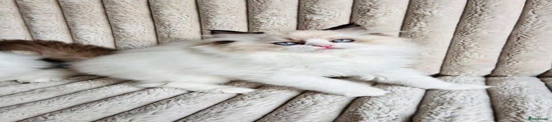 Perdoll Kitten 2