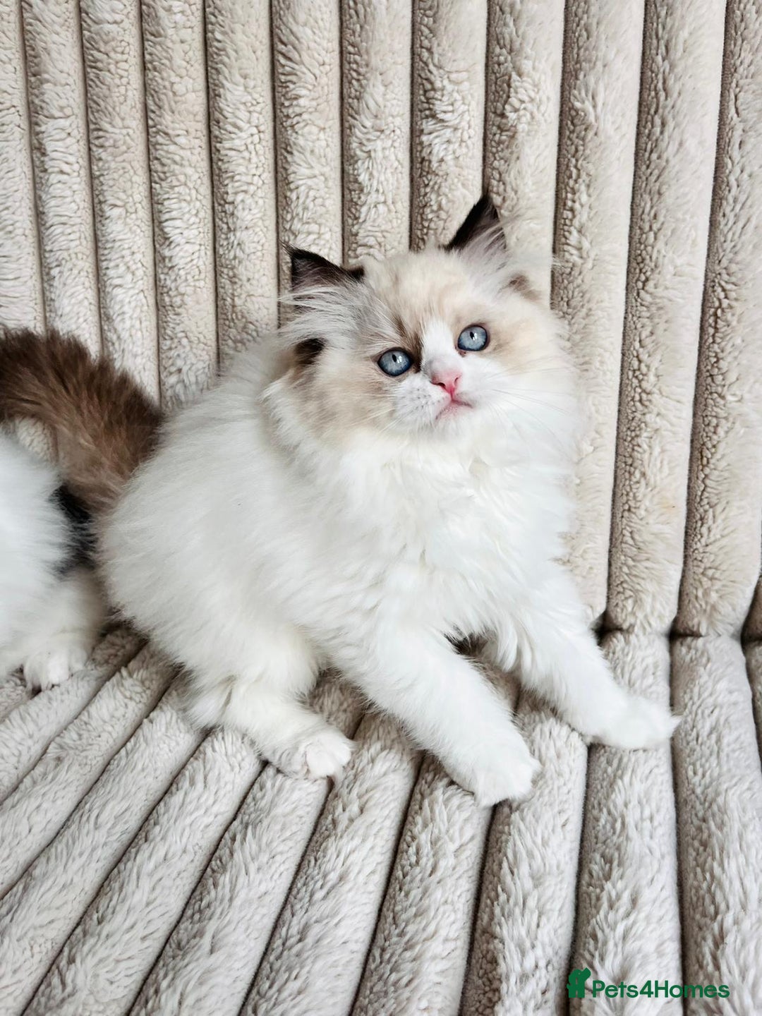 Perdoll cats for sale: Two adorable Perdoll kittens for sale - Image 3