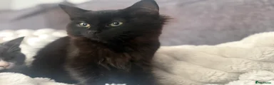 Black extra fluffy girl - 2 