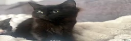 Ragdoll cats for sale: Ragdoll X kittens *READY TO LEAVE* - Advert 9