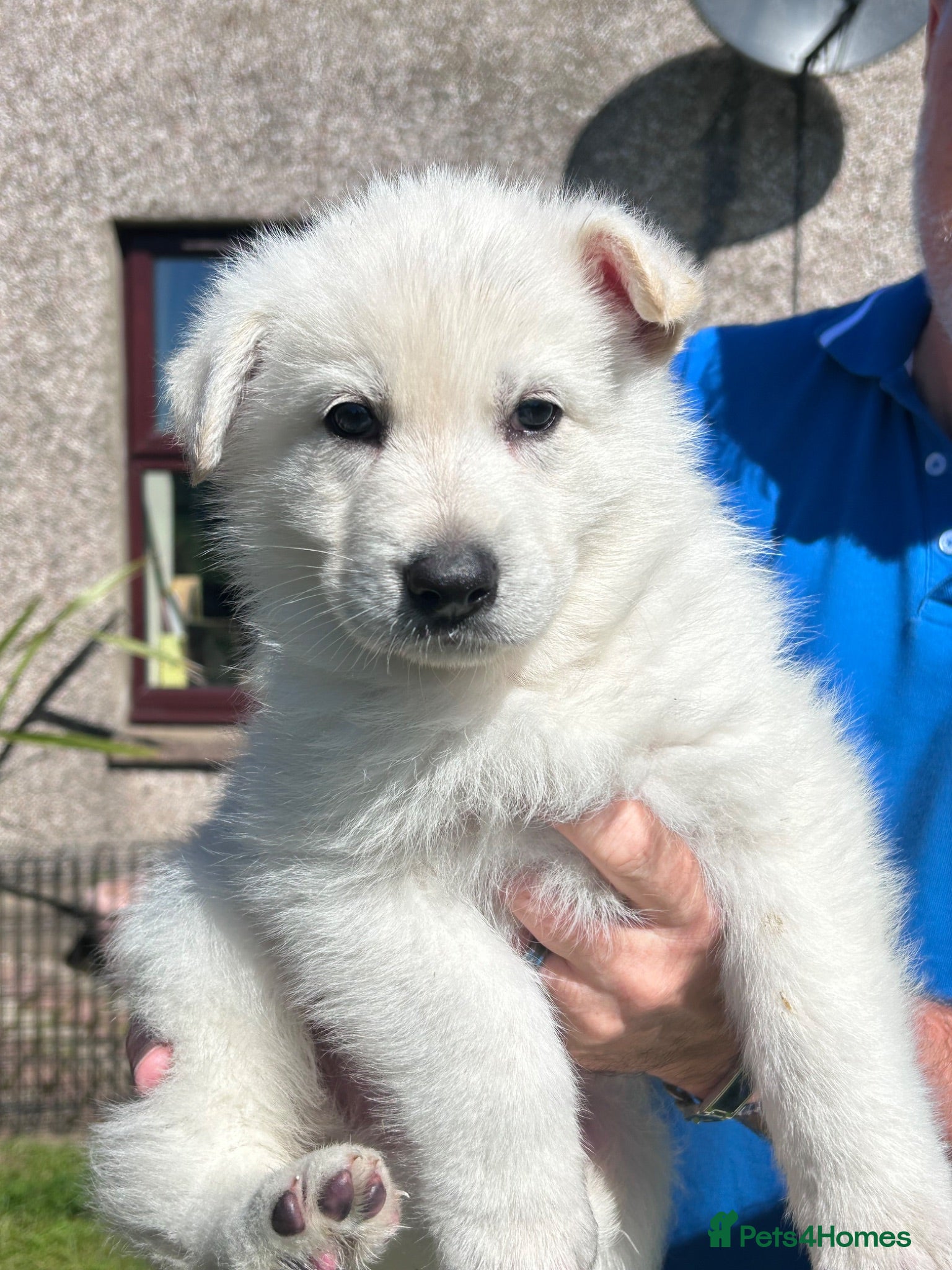 German Shepherd dogs Gorgeous German Shepherd Puppies - Advert 1