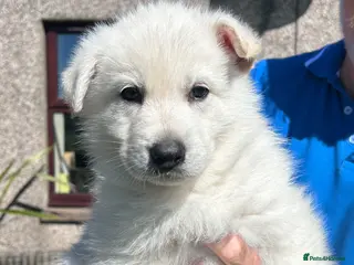 German Shepherd dogs Gorgeous long coat German Shepherd Puppies - Advert 1