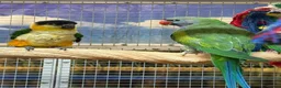 Parrots birds for sale: Birds/Parakeets/Parrots/Amazons  - Advert 20