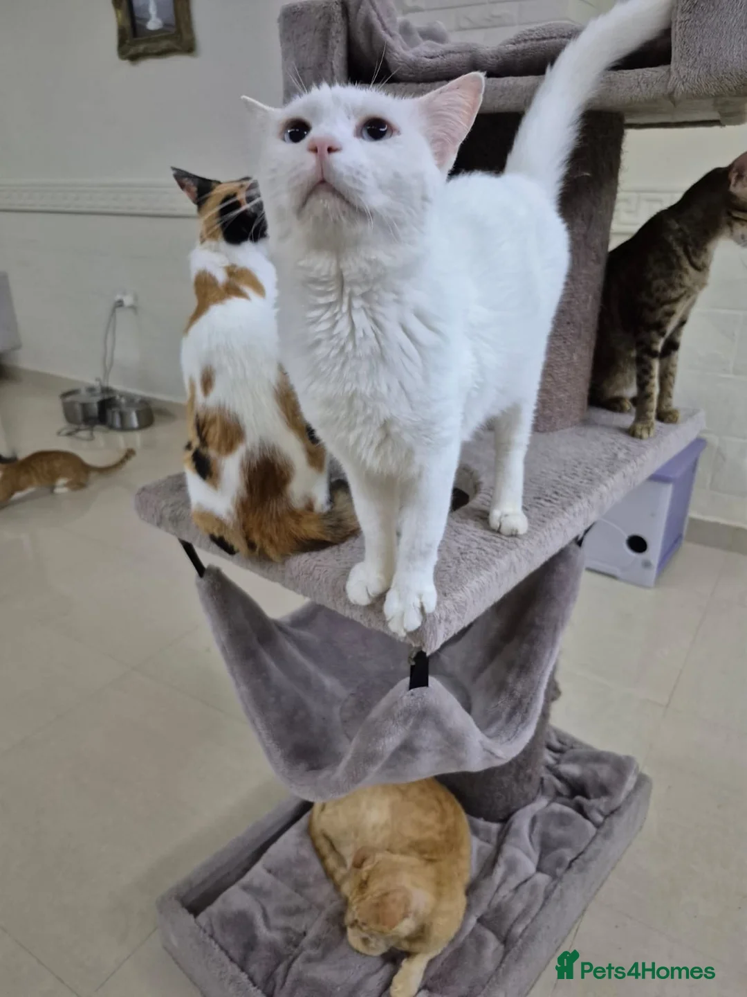 Domestic Shorthair cats for adoption: Azure - Advert 1