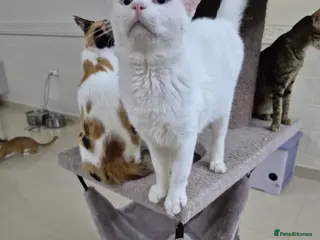 Domestic Shorthair cats Azure - Advert 4