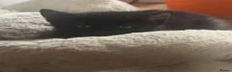 Mixed Breed cats for sale: Adorable kittens looking for their forever homes - Advert 4