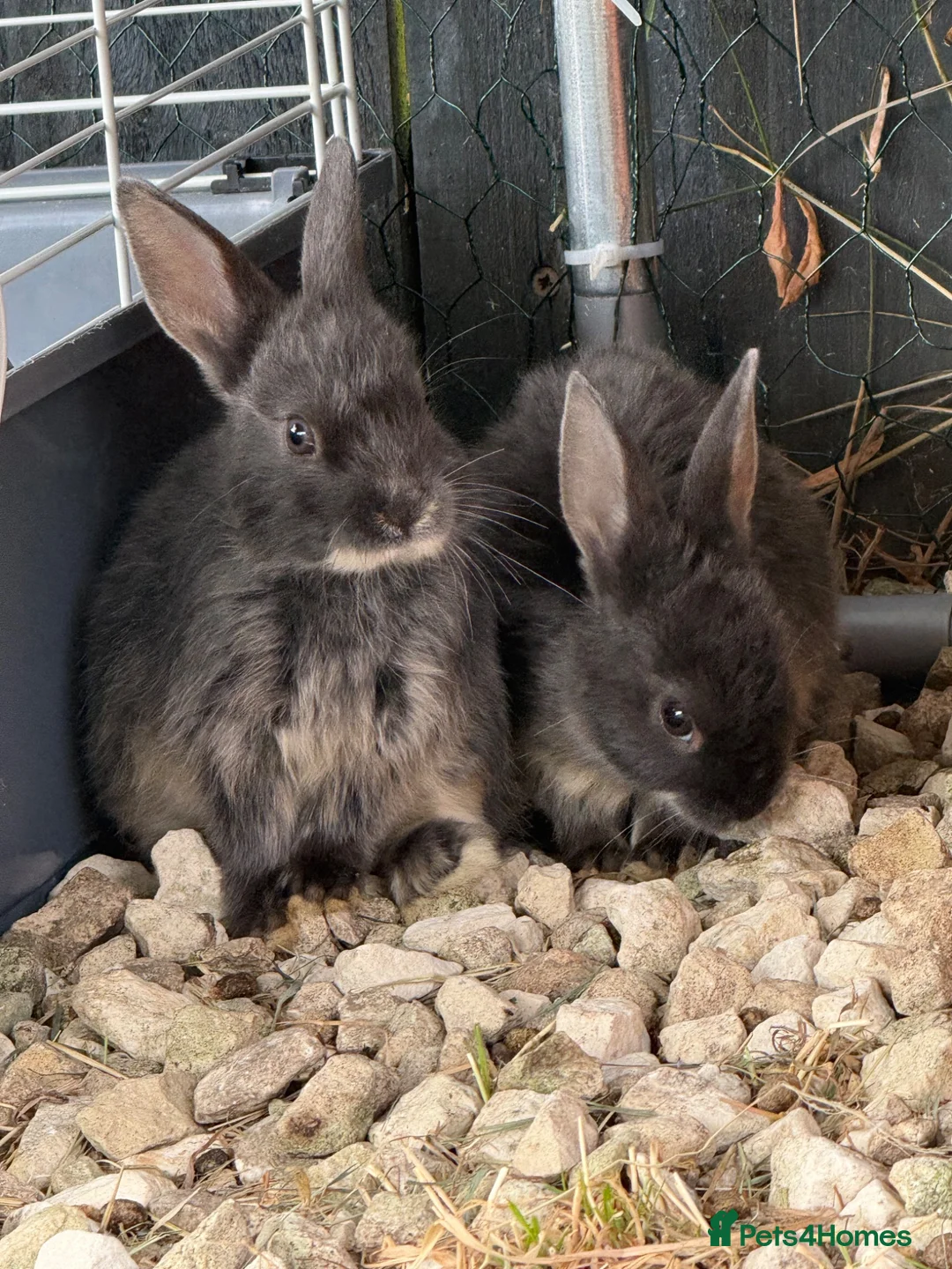 Mixed Breed rabbits for sale: Baby rabbits FREE - Advert 2