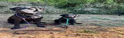 Labrador Retriever dogs for sale: Part Trainer Labradors - Pet/Assistance Dog/Gundog - Advert 6