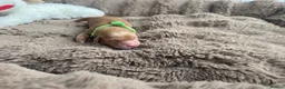 Golden Retriever dogs for sale: Golden retriever puppies for sale - Advert 12