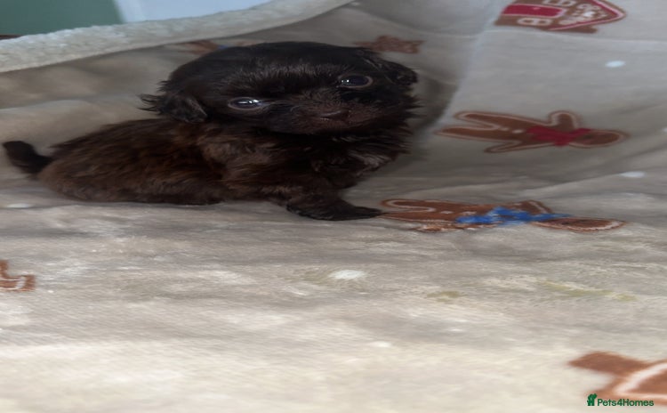 Shihpoo dogs Stunning Shihpoo’s ⭐️⭐️⭐️⭐️ - Advert 8