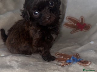 Shihpoo dogs Stunning Shihpoo’s ⭐️⭐️⭐️⭐️ - Advert 3