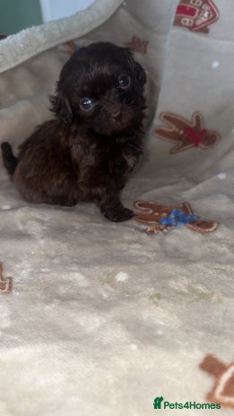 Shihpoo dogs Stunning Shihpoo’s ⭐️⭐️⭐️⭐️ - Advert 8