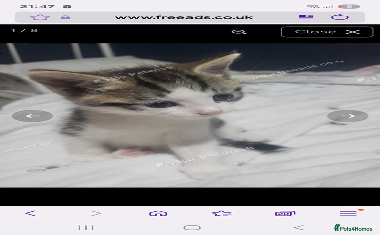 Mixed Breed cats - Advert 2