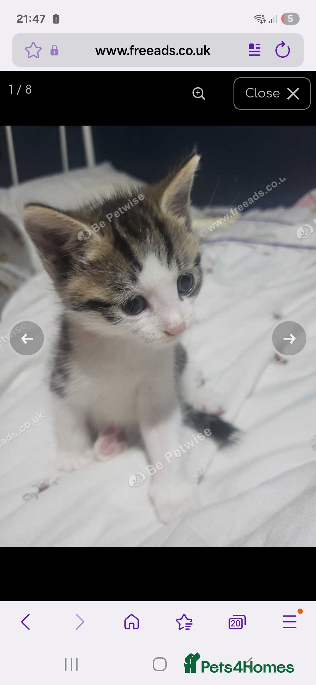 Mixed Breed cats for sale: Prudence - Image 1