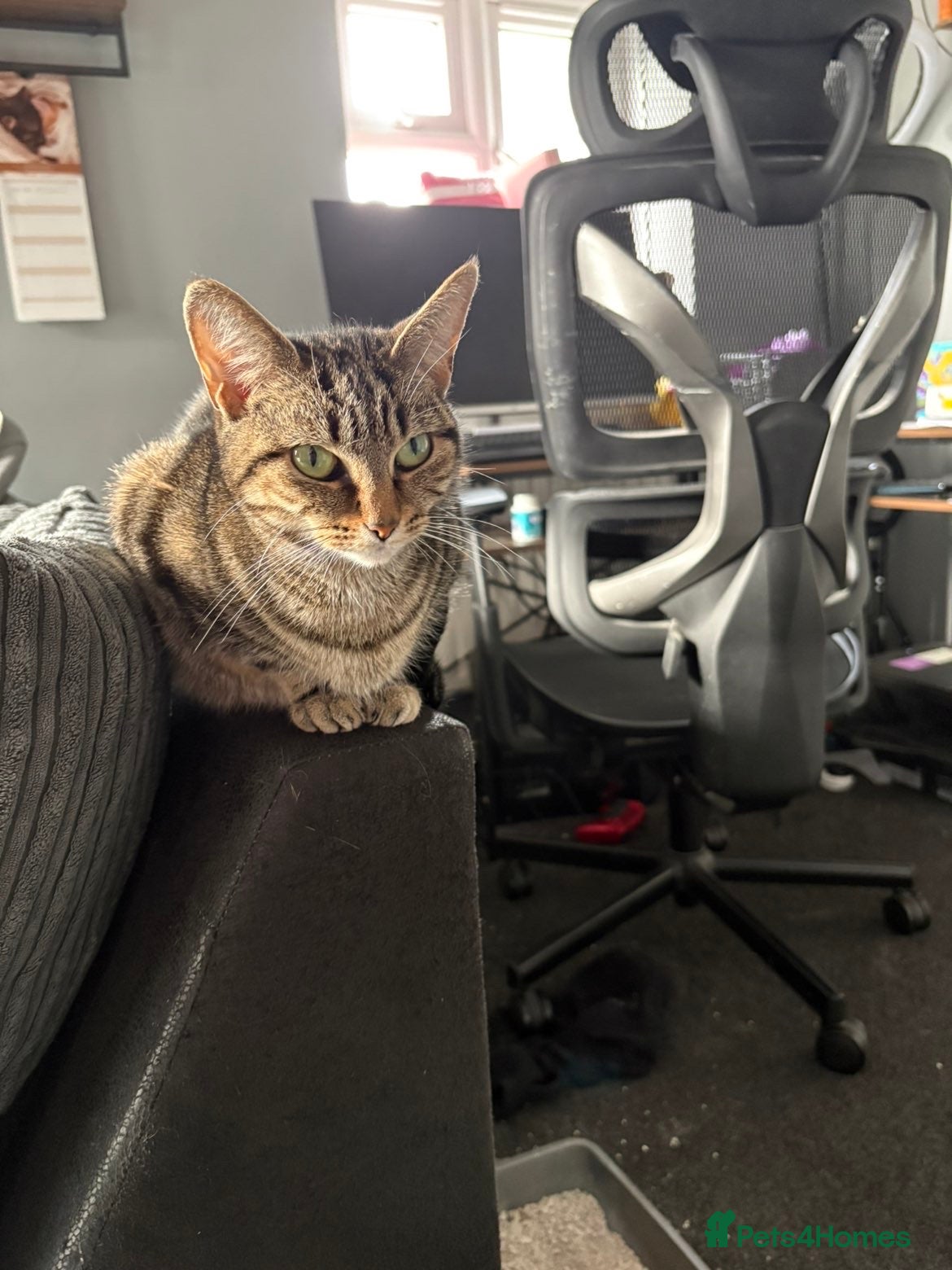 Mixed Breed cats Loving cat looking for a forever home  - Advert 1