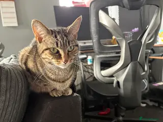 Mixed Breed cats Loving cat looking for a forever home - Advert 3