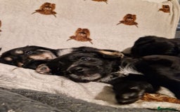 Mixed Breed dogs for sale: 🌟 Collie x Golden Retriever Puppies 🌟 - Image 24