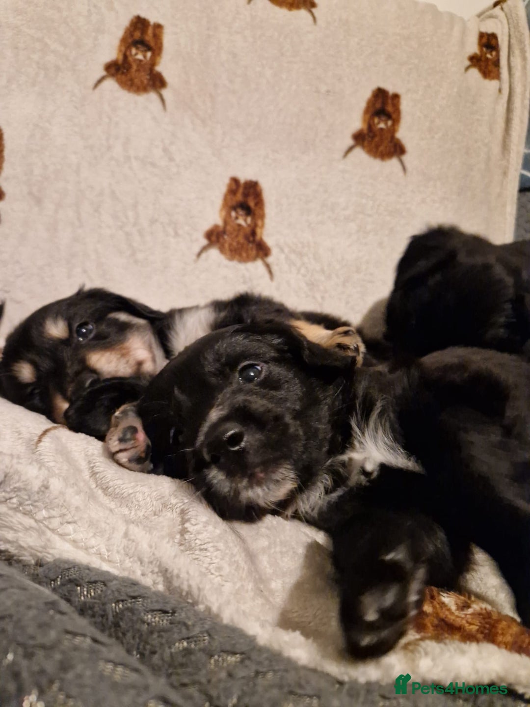 Mixed Breed dogs for sale: 🌟 Collie x Golden Retriever Puppies 🌟 - Image 24