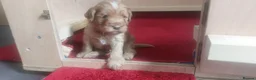 Cockapoo dogs for sale: Cockapoos Ready To Go🐾 in Cwmbran - Advert 10