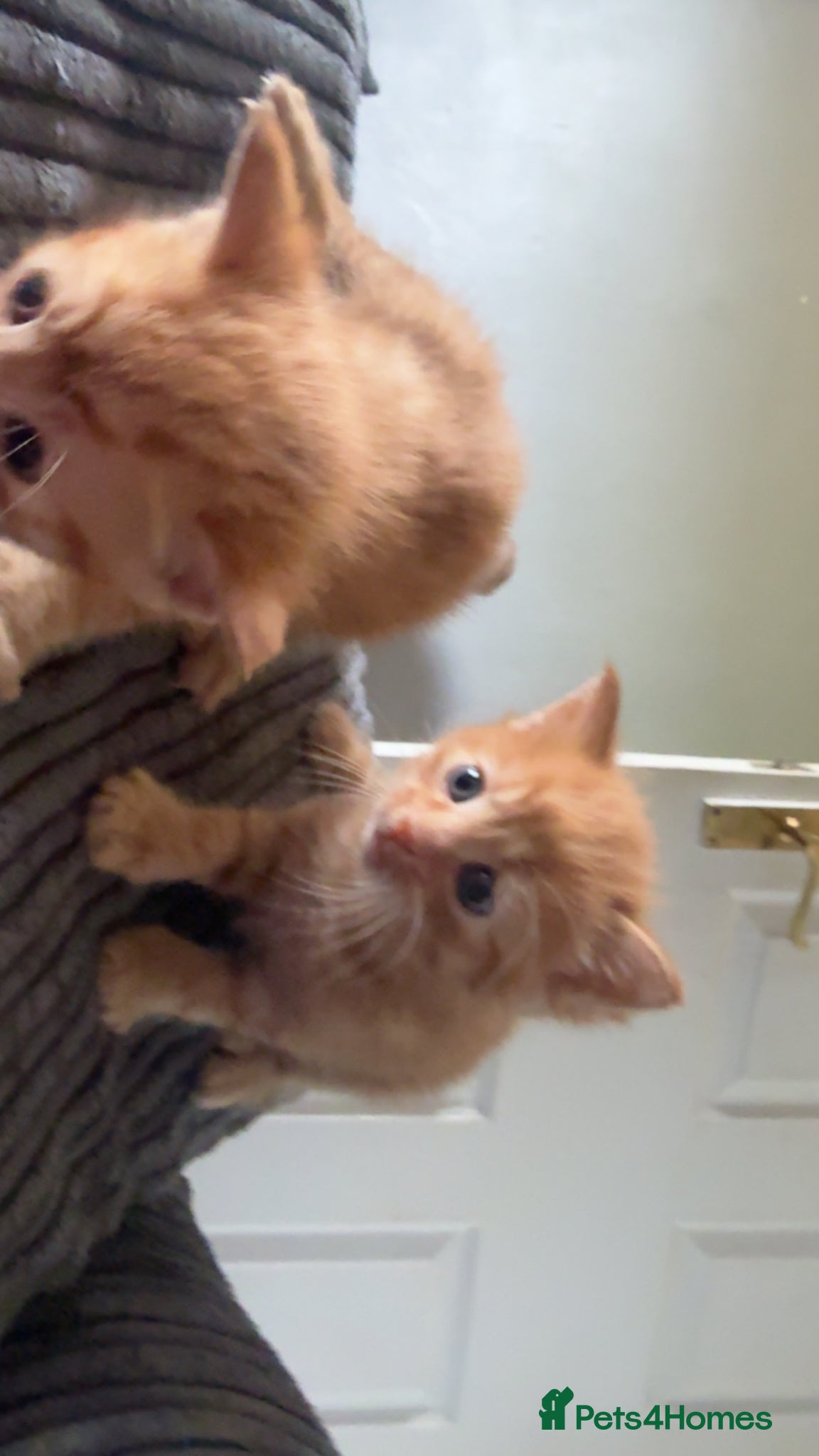 Mixed Breed cats for sale: 3 kittens  in Houghton le Spring - Advert 5
