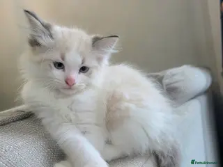 Ragdoll cats Ragdoll Lynx Point Kittens - Advert 2