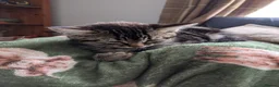 Mixed Breed cats for sale: 1 male and 3 female kittens  - Advert 7
